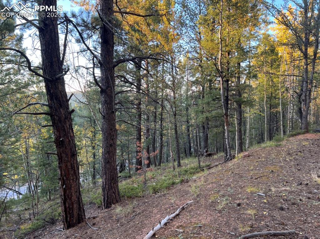 657 Calcite Drive Divide, CO 80814 - Photo 11 of 39 a view of outdoor space and trees