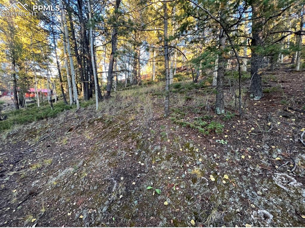657 Calcite Drive Divide, CO 80814 - Photo 12 of 39 a view of a forest with trees in the background