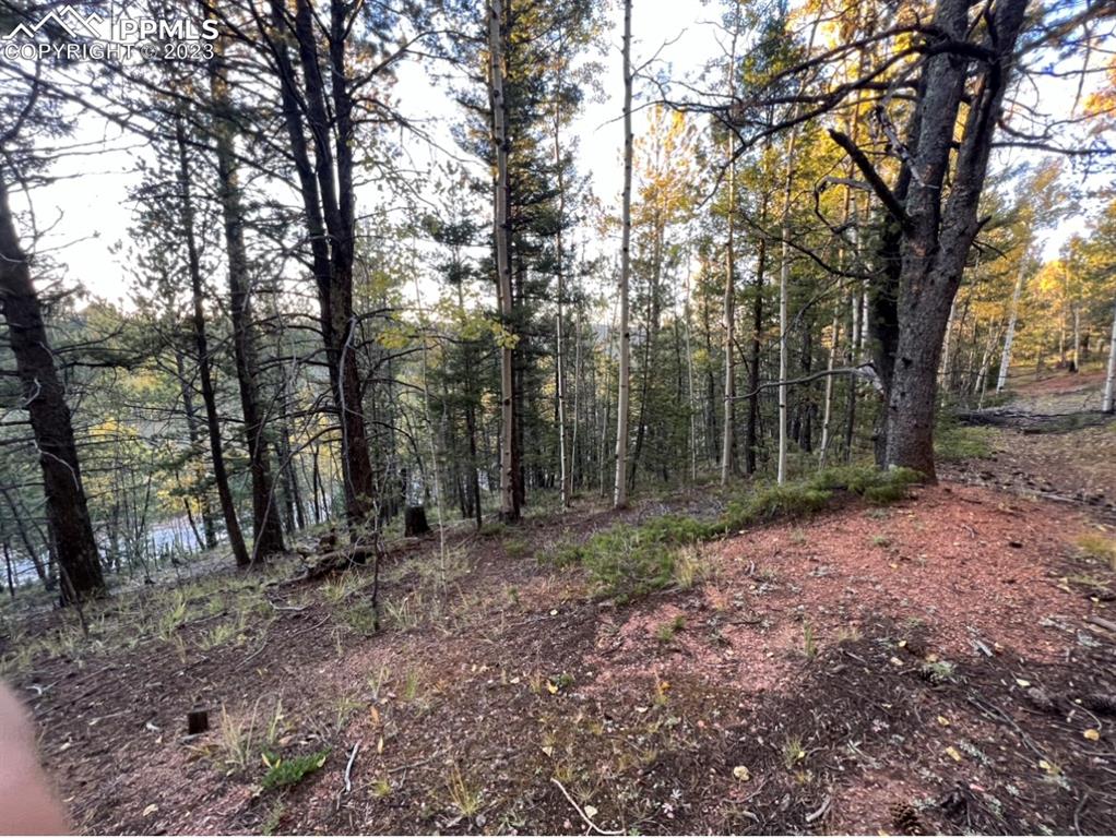 657 Calcite Drive Divide, CO 80814 - Photo 14 of 39 a view of a forest with trees in the background
