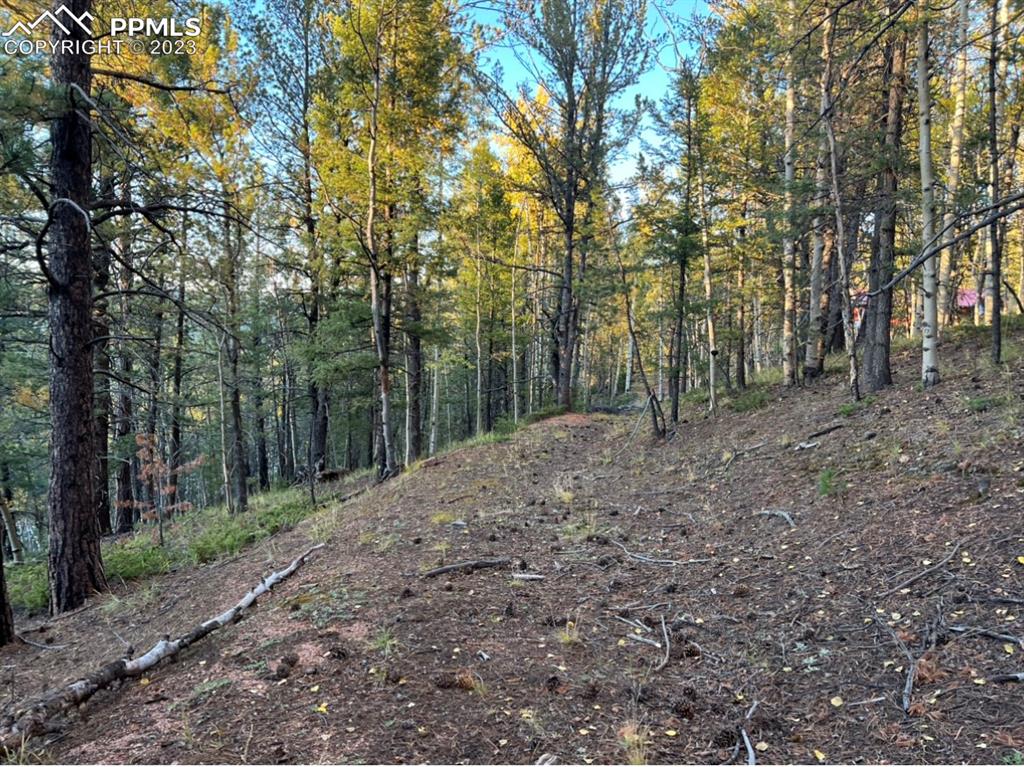 657 Calcite Drive Divide, CO 80814 - Photo 15 of 39 a view of a forest with trees in the background