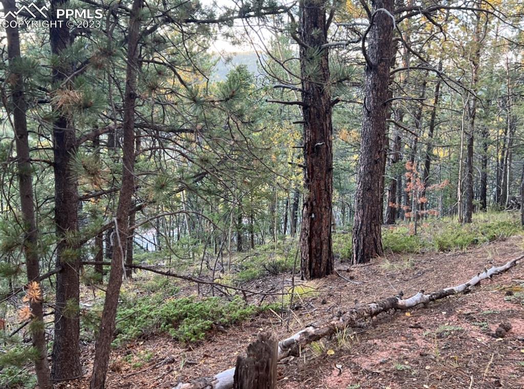 657 Calcite Drive Divide, CO 80814 - Photo 16 of 39 a view of a forest that has large trees