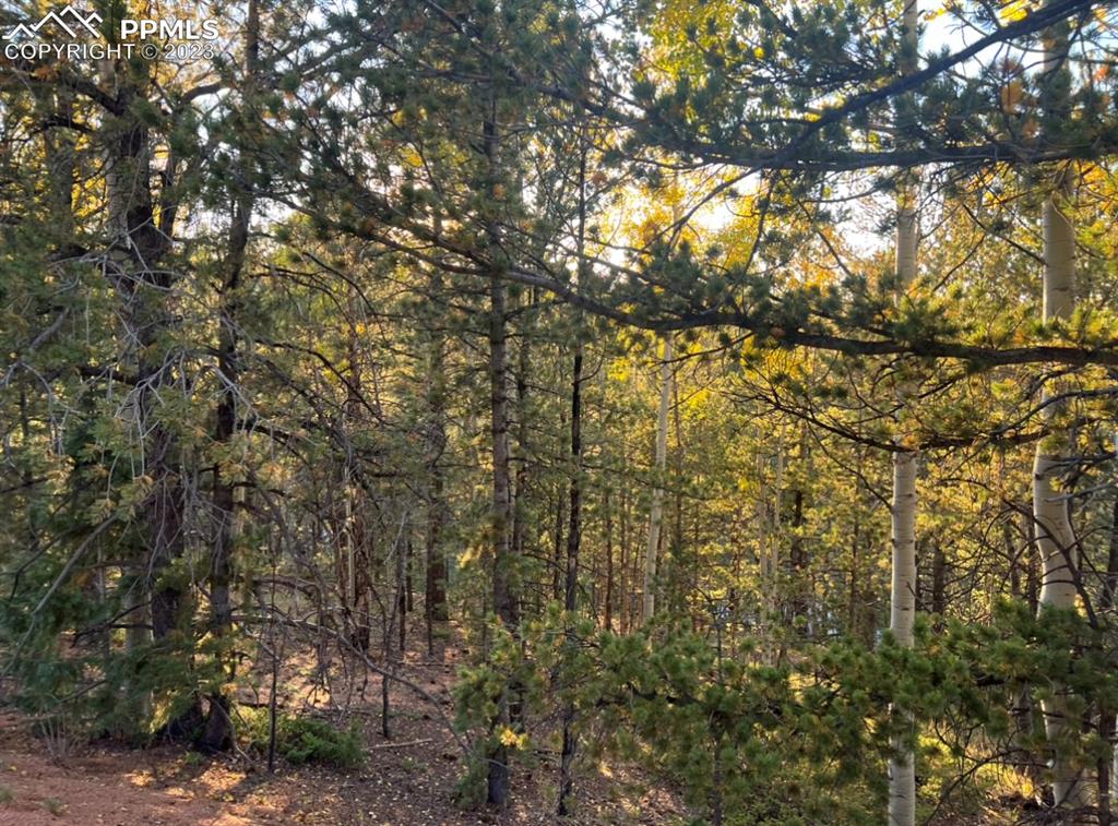657 Calcite Drive Divide, CO 80814 - Photo 17 of 39 a view of forest