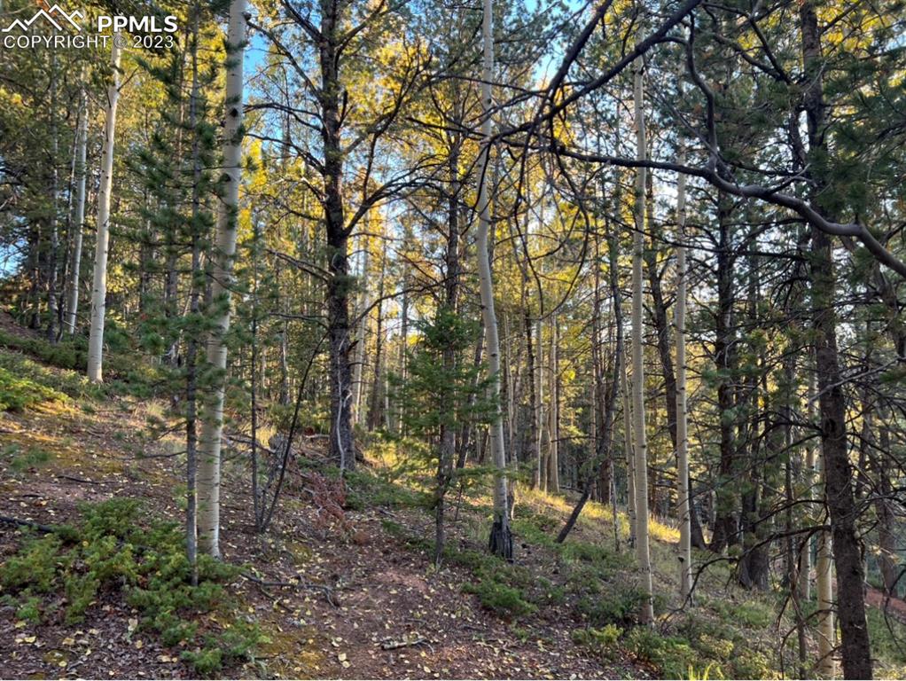 657 Calcite Drive Divide, CO 80814 - Photo 18 of 39 a backyard of a house with lots of green space