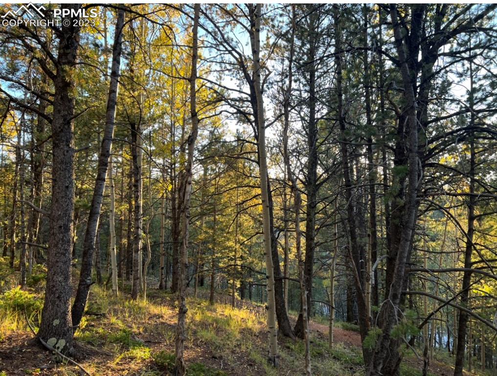 657 Calcite Drive Divide, CO 80814 - Photo 19 of 39 a view of backyard of a house