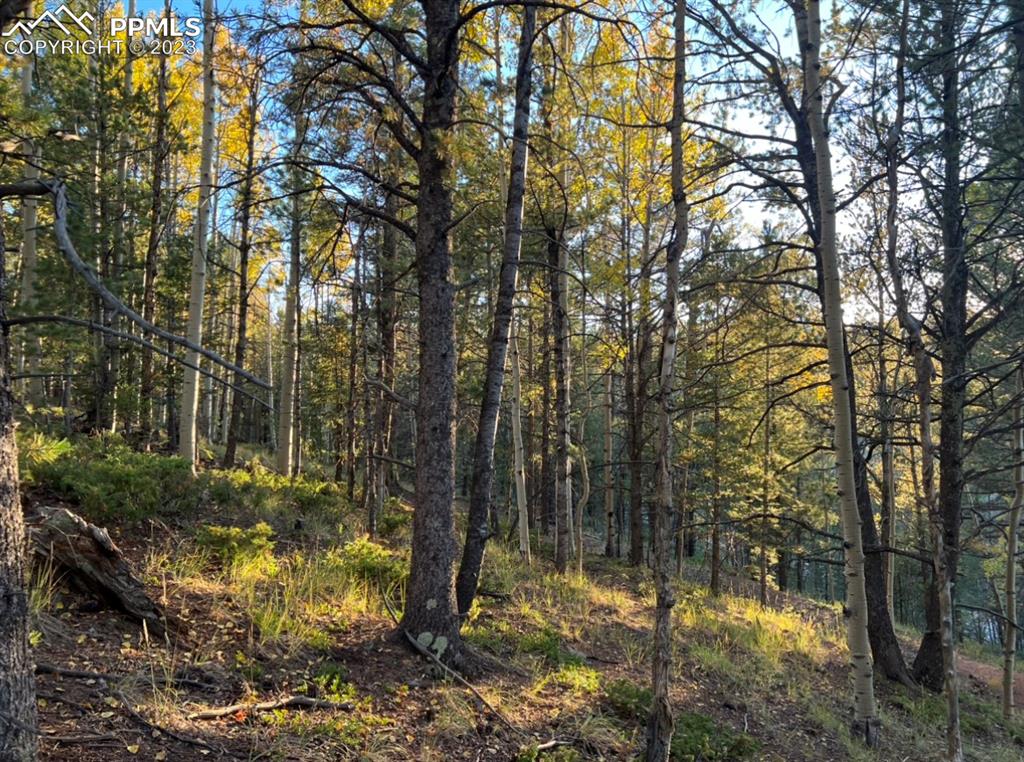 657 Calcite Drive Divide, CO 80814 - Photo 20 of 39 a backyard of a house with lots of green space