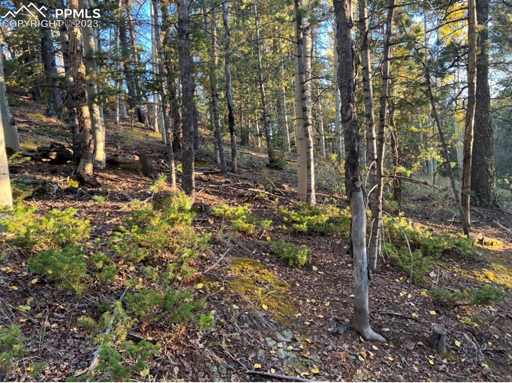 657 Calcite Drive Divide, CO 80814 - Photo 2 of 39 a view of a forest filled with trees