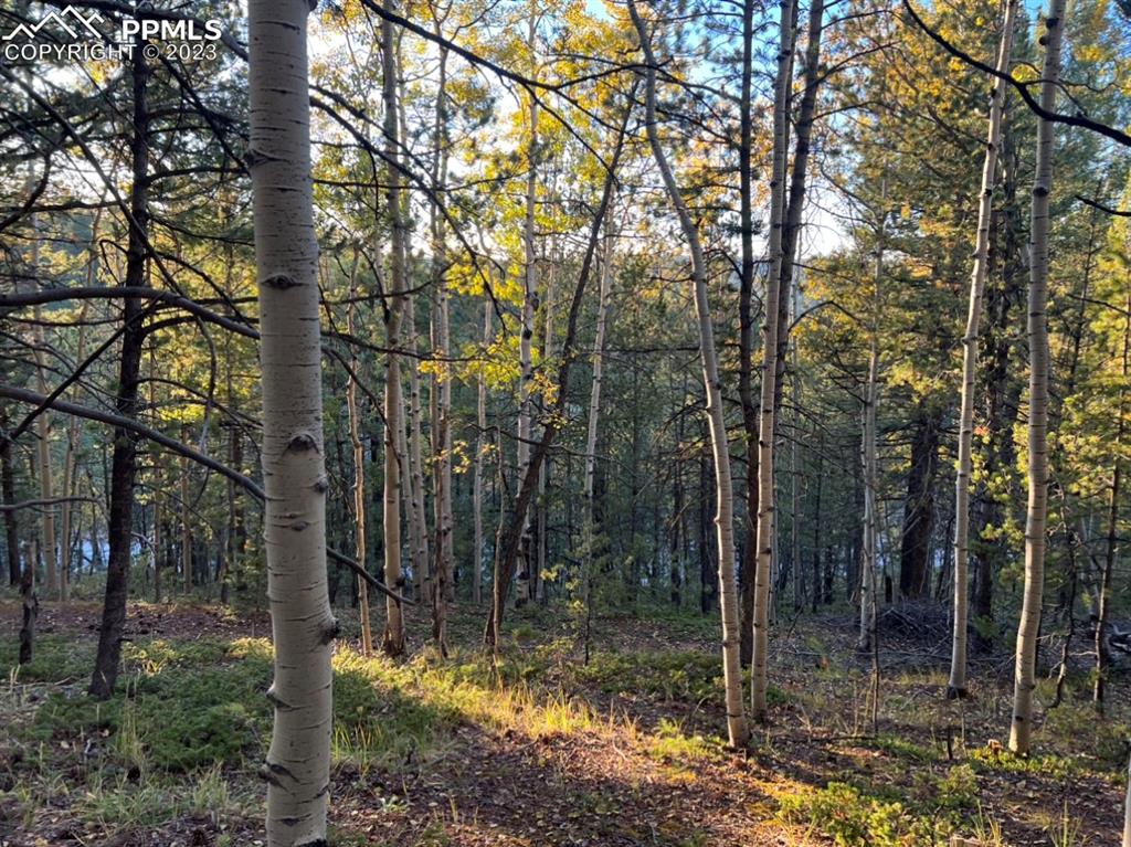 657 Calcite Drive Divide, CO 80814 - Photo 21 of 39 a view of a forest filled with trees