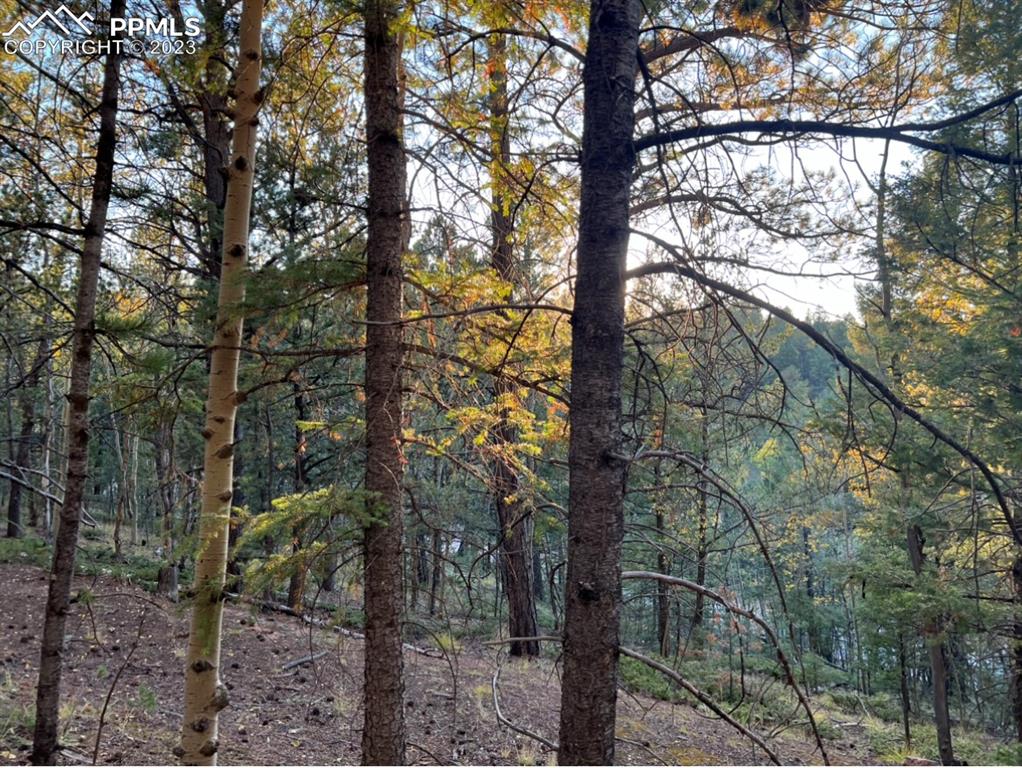 657 Calcite Drive Divide, CO 80814 - Photo 22 of 39 a picture of tree