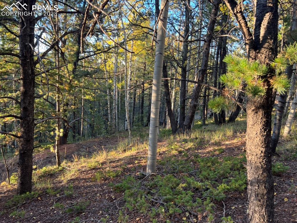 657 Calcite Drive Divide, CO 80814 - Photo 23 of 39 a view of backyard with tree