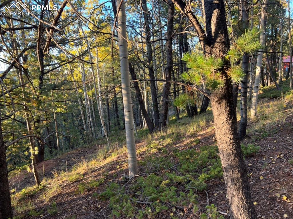 657 Calcite Drive Divide, CO 80814 - Photo 24 of 39 a view of a yard with large trees