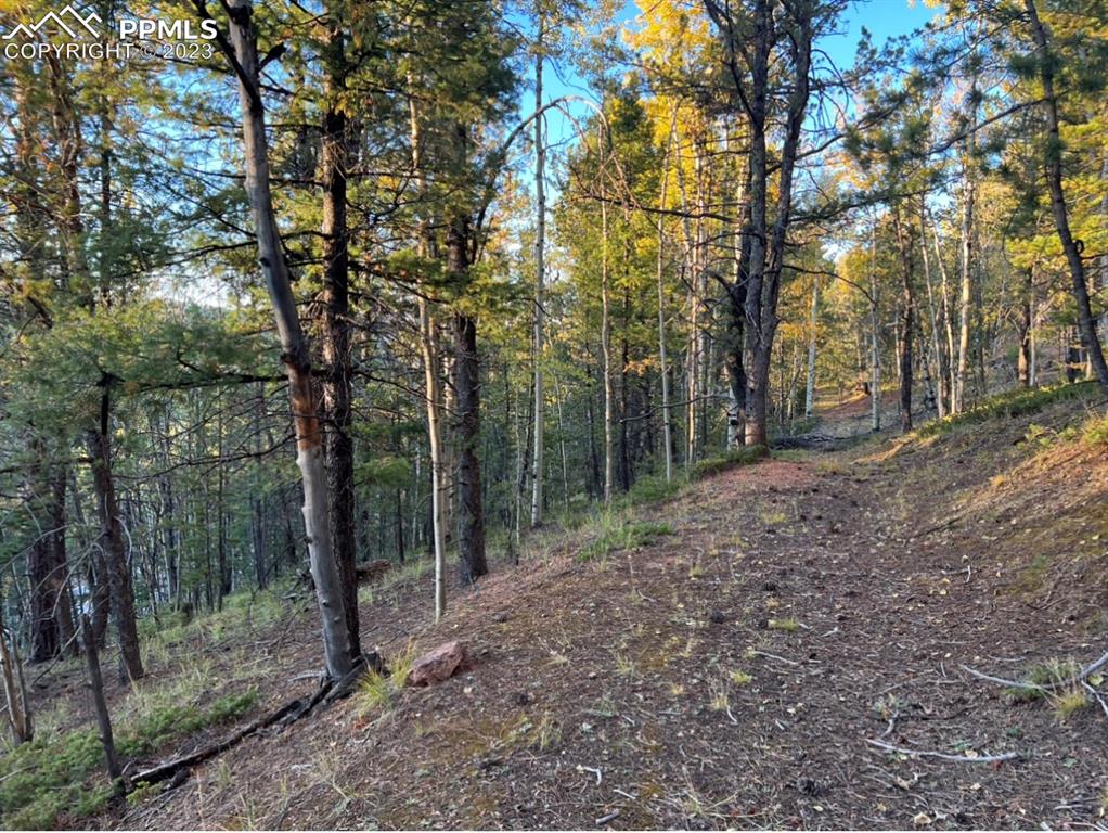 657 Calcite Drive Divide, CO 80814 - Photo 25 of 39 a view of a forest with trees in the background