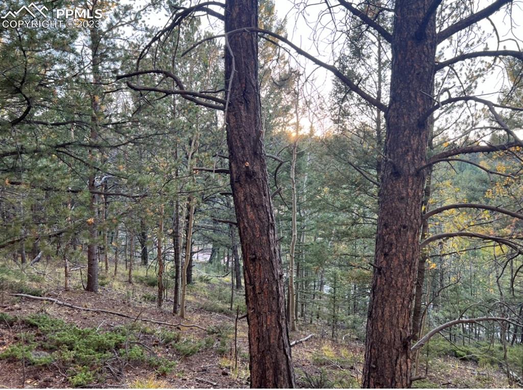 657 Calcite Drive Divide, CO 80814 - Photo 27 of 39 a view of a forest filled with trees