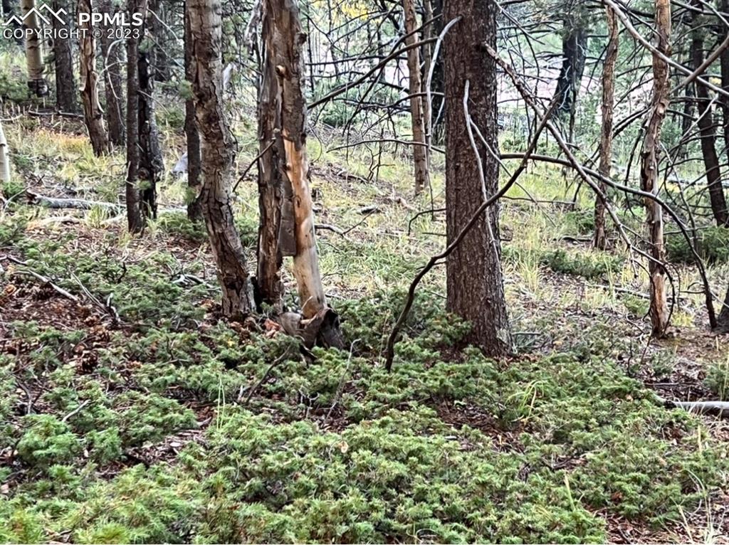 657 Calcite Drive Divide, CO 80814 - Photo 30 of 39 a backyard of a house with lots of green space