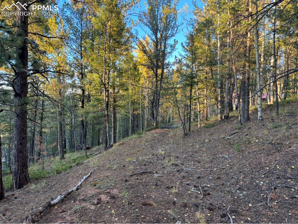 657 Calcite Drive Divide, CO 80814 - Photo 31 of 39 a view of a forest with trees in the background