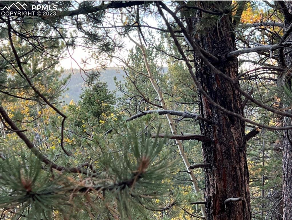 657 Calcite Drive Divide, CO 80814 - Photo 32 of 39 a backyard of a house with lots of trees