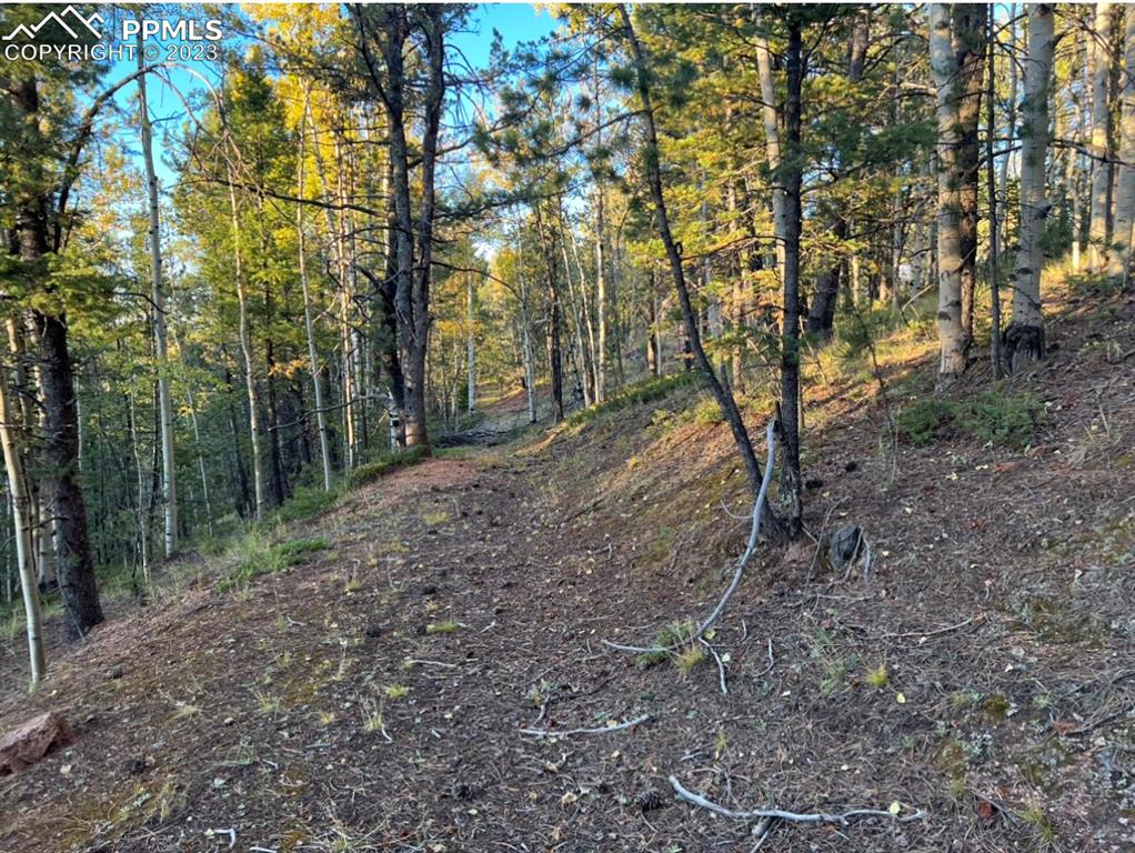 657 Calcite Drive Divide, CO 80814 - Photo 33 of 39 a view of a forest with trees