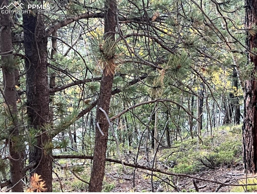 657 Calcite Drive Divide, CO 80814 - Photo 34 of 39 a backyard of a house with large trees and outdoor seating