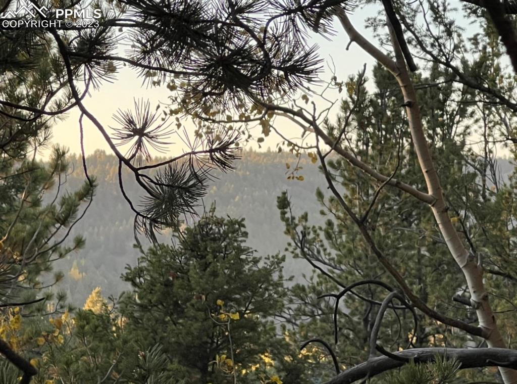 657 Calcite Drive Divide, CO 80814 - Photo 35 of 39 a backyard of a house with lots of green space