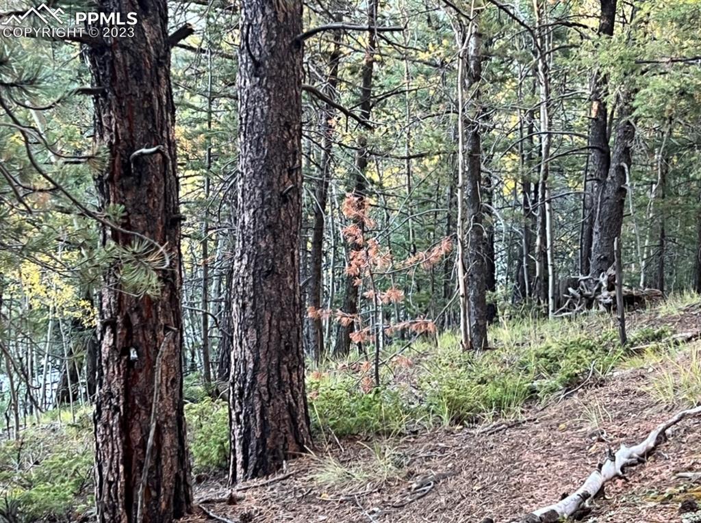 657 Calcite Drive Divide, CO 80814 - Photo 36 of 39 a view of outdoor space