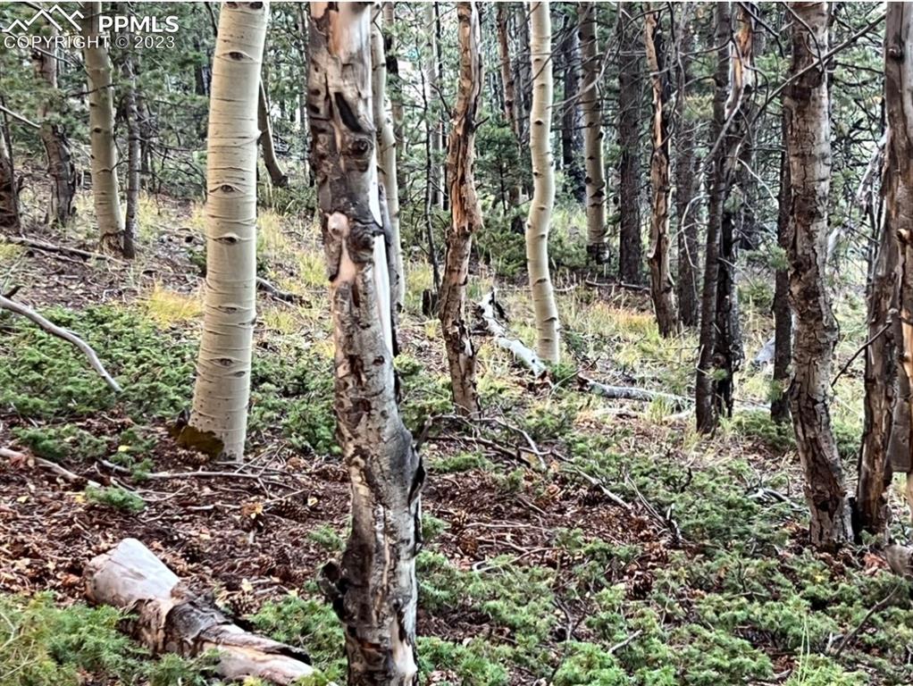 657 Calcite Drive Divide, CO 80814 - Photo 37 of 39 a close up of a plant in a garden