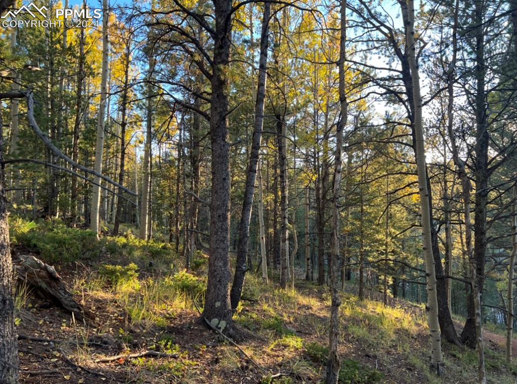657 Calcite Drive Divide, CO 80814 - Photo 39 of 39 a backyard of a house with lots of green space