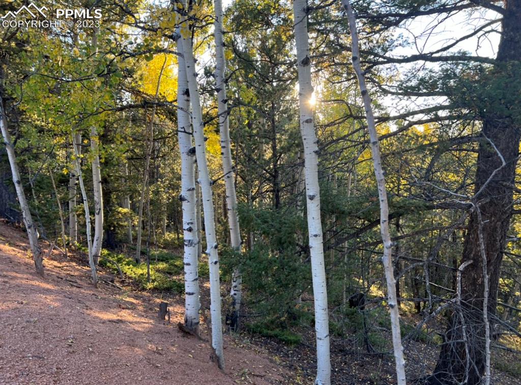 657 Calcite Drive Divide, CO 80814 - Photo 4 of 39 a view of a multi story building with trees