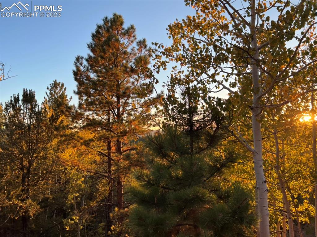 657 Calcite Drive Divide, CO 80814 - Photo 7 of 39 a view of tree
