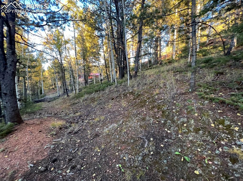 657 Calcite Drive Divide, CO 80814 - Photo 9 of 39 a view of a forest with trees