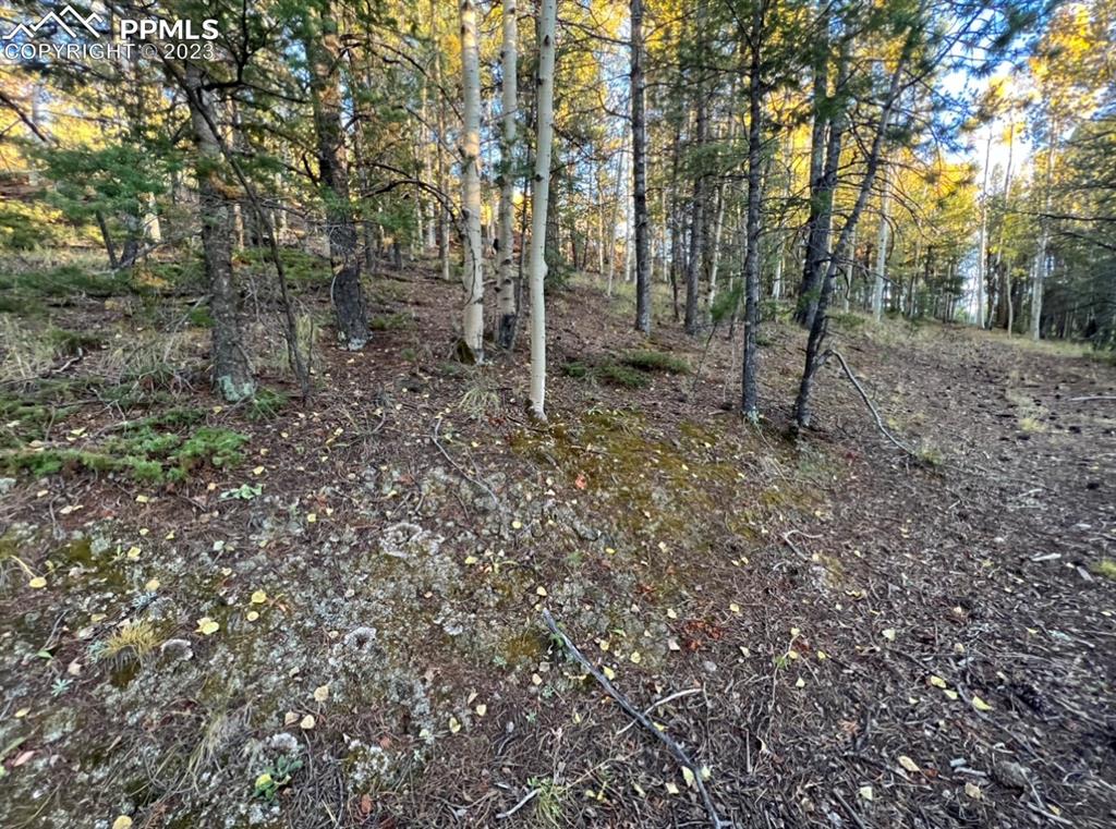 657 Calcite Drive Divide, CO 80814 - Photo 10 of 39 a view of a forest with trees in the background