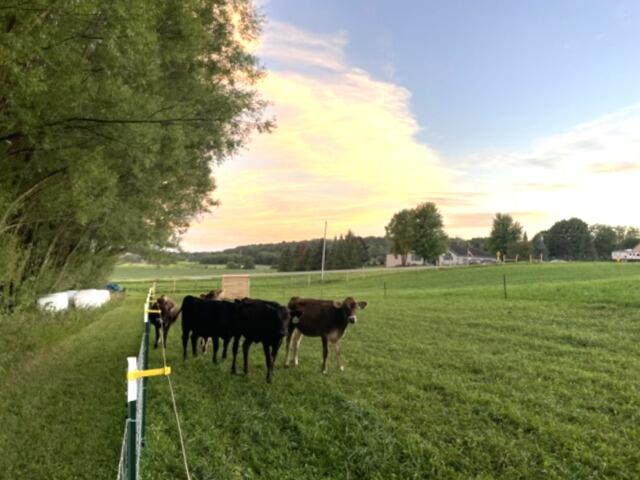 Lt3 Smith Road Lebanon, WI 53047 - Photo 2 of 6 Cows