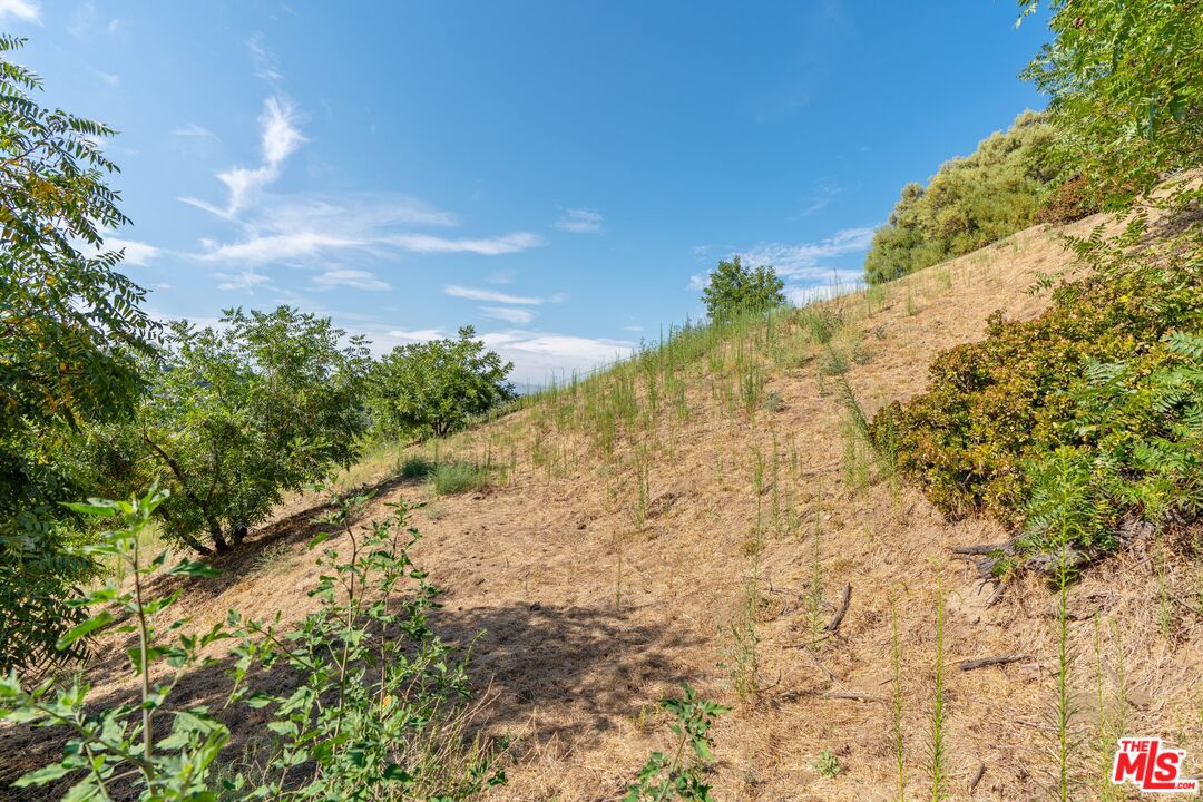 2100 Avon Street Los Angeles, CA 90026 - Photo 29 of 36 a view of a yard with a tree