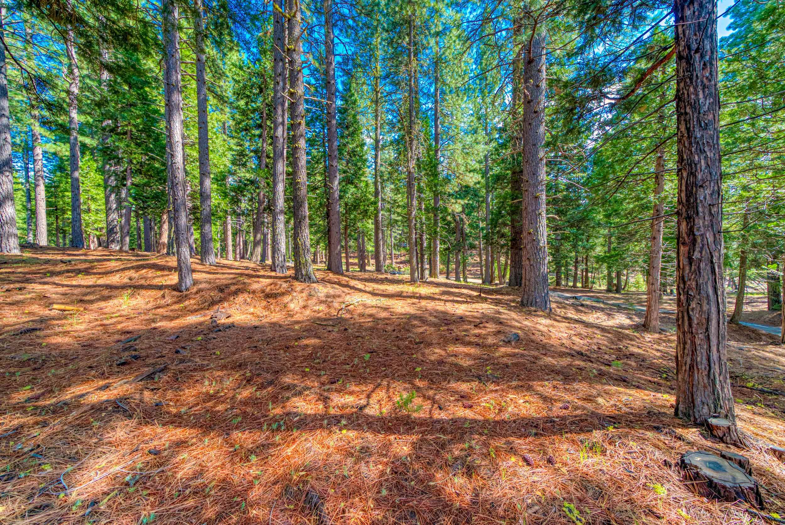 954 Red Fox Road Clio, CA 96106 - Photo 8 of 22