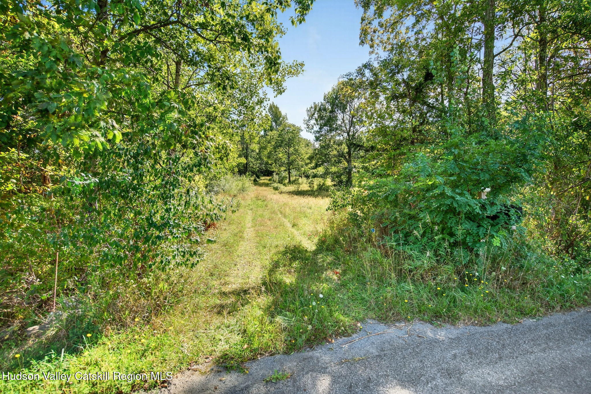 189 Sutton Road Cornwallville, NY 12418 - Photo 5 of 18 a view of a yard with plants and a tree