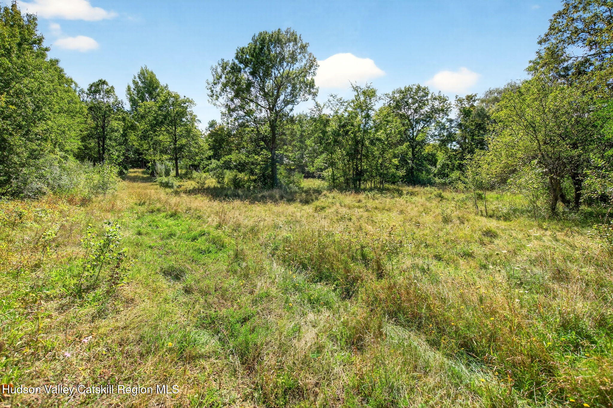 189 Sutton Road Cornwallville, NY 12418 - Photo 6 of 18 a view of a yard with a tree