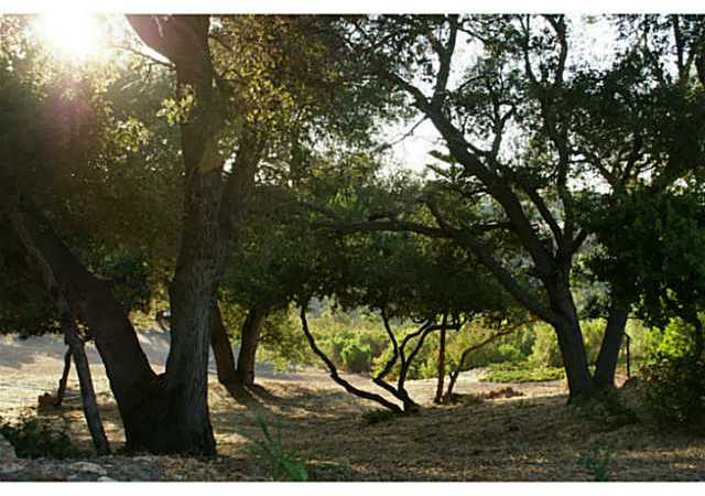 3536 Dove Hollow Road Encinitas, CA 92024 - Photo 12 of 25 Your own oak forest - photographer's paradice