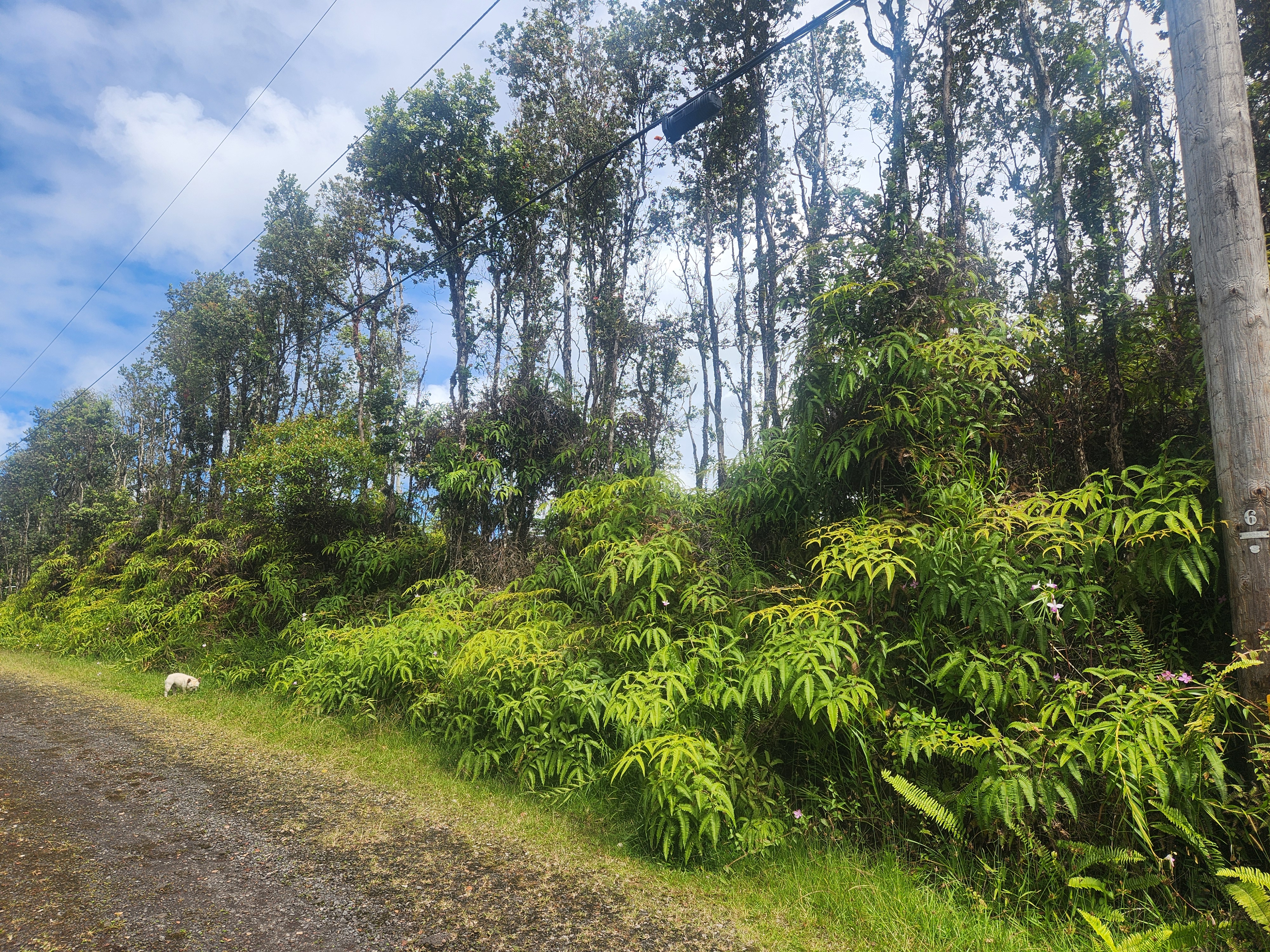 917 Oahu Road Pahoa, HI 96778 - Photo 4 of 5 Gallery Image 4