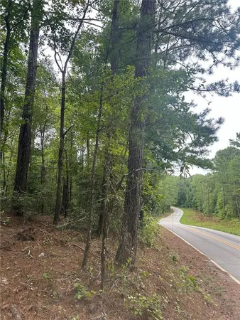 a view of a forest with trees in the background