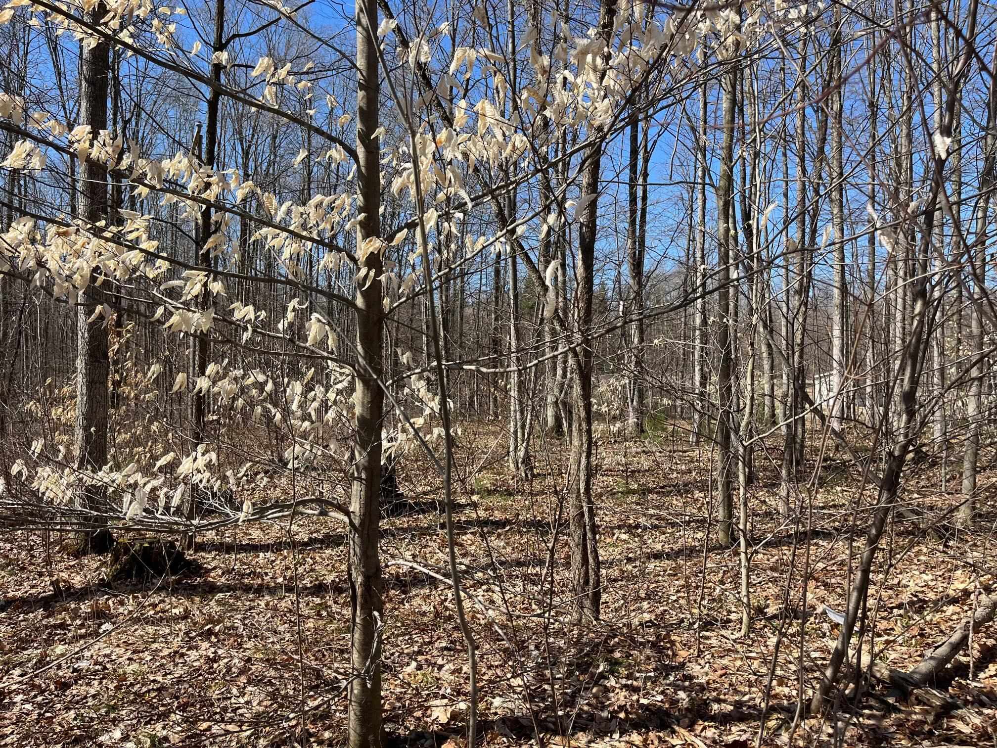 2 King Road, Unit LOT: 2 Benzonia, MI 49616 - Photo 8 of 14