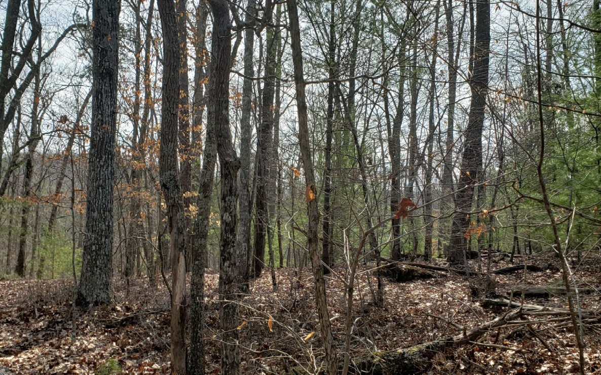 98 A Syrup Mill Branch Road Morganton, GA 30560 - Photo 1 of 1 Main View