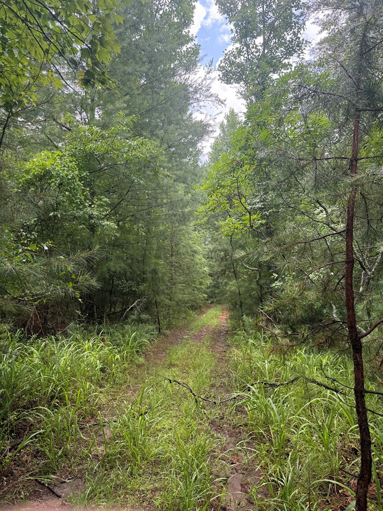 Tbd Pine Log Church Road Brasstown, NC 28902 - Photo 23 of 24
