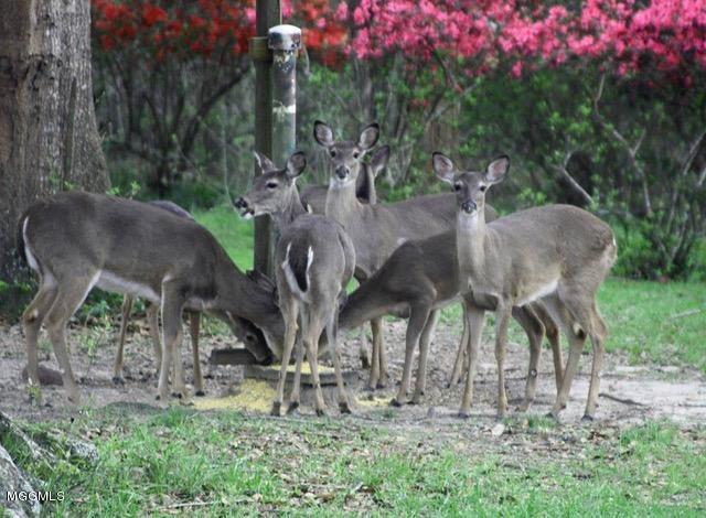211 Price Road Perkinston, MS 39573 - Photo 36 of 41 Deer Feeding
