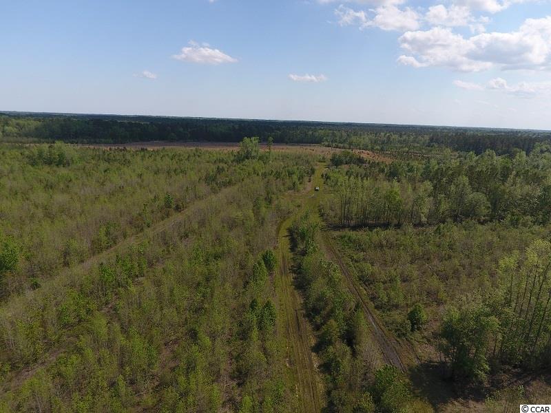 0 Causey Road Nichols, SC 29581 - Photo 12 of 20 Gallery Image 12