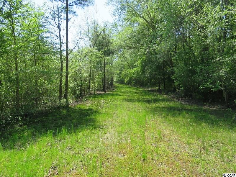 0 Causey Road Nichols, SC 29581 - Photo 16 of 20 Gallery Image 16
