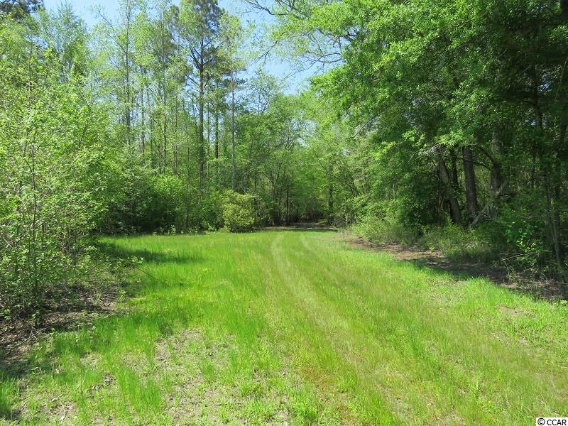 0 Causey Road Nichols, SC 29581 - Photo 17 of 20 Gallery Image 17