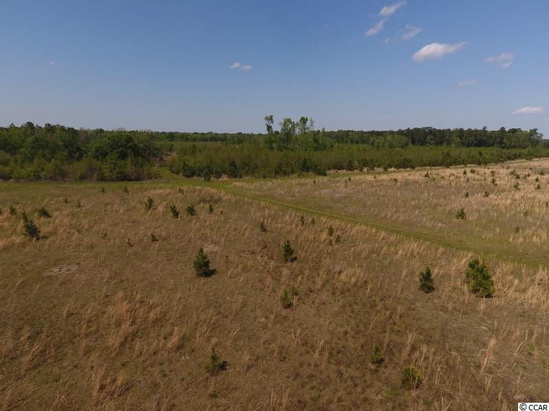 0 Causey Road Nichols, SC 29581 - Photo 10 of 20 Gallery Image 10