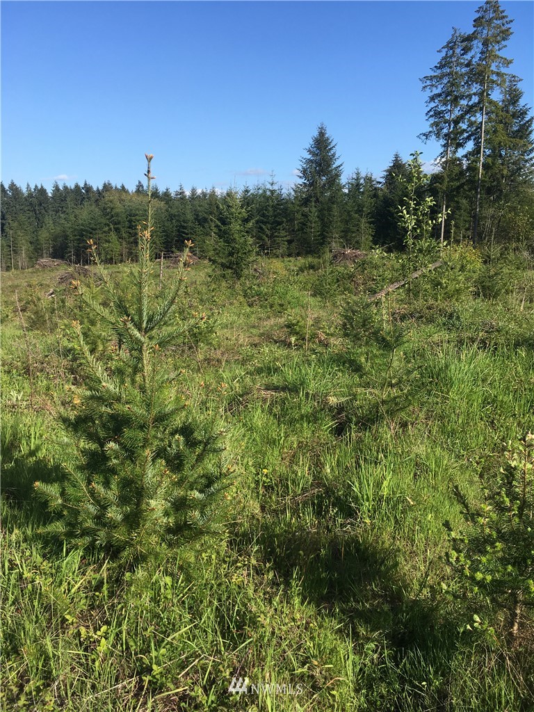 0 Tennessee Road Winlock, WA 98596 - Photo 9 of 10