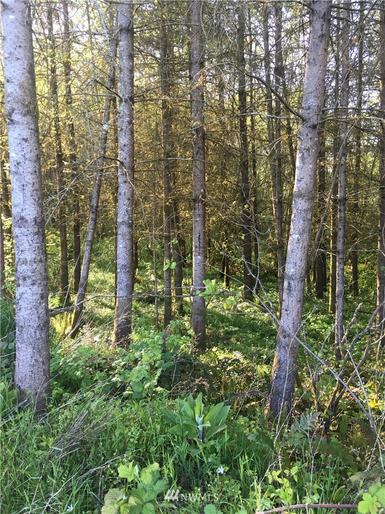 0 Tennessee Road Winlock, WA 98596 - Photo 10 of 10