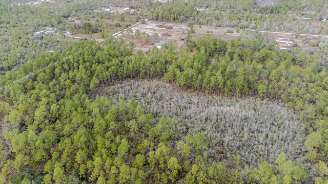 a view of a forest with trees and houses