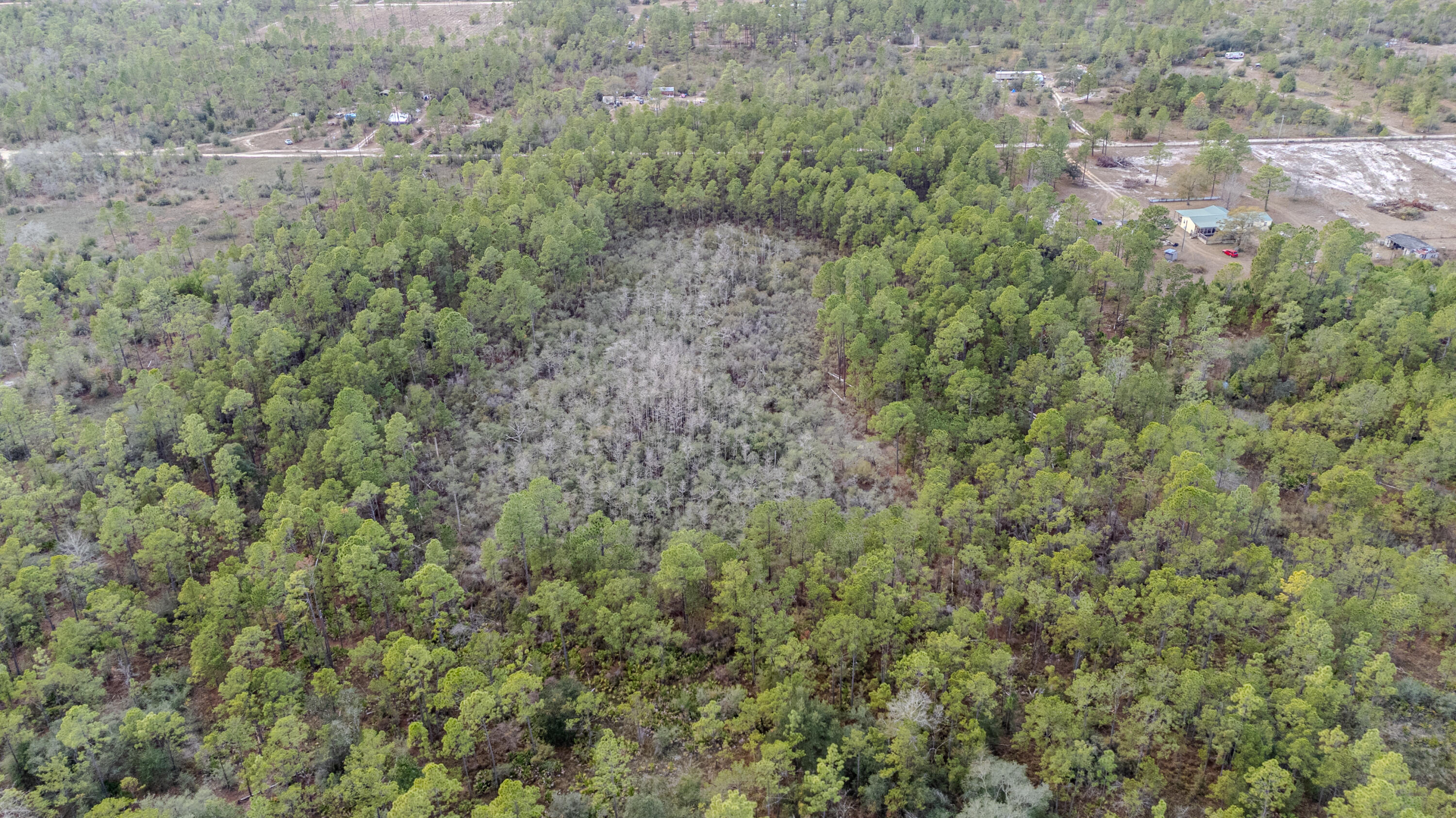 31 Baker Road Key Largo, FL 33037 - Photo 8 of 15 a view of a forest with lots of trees