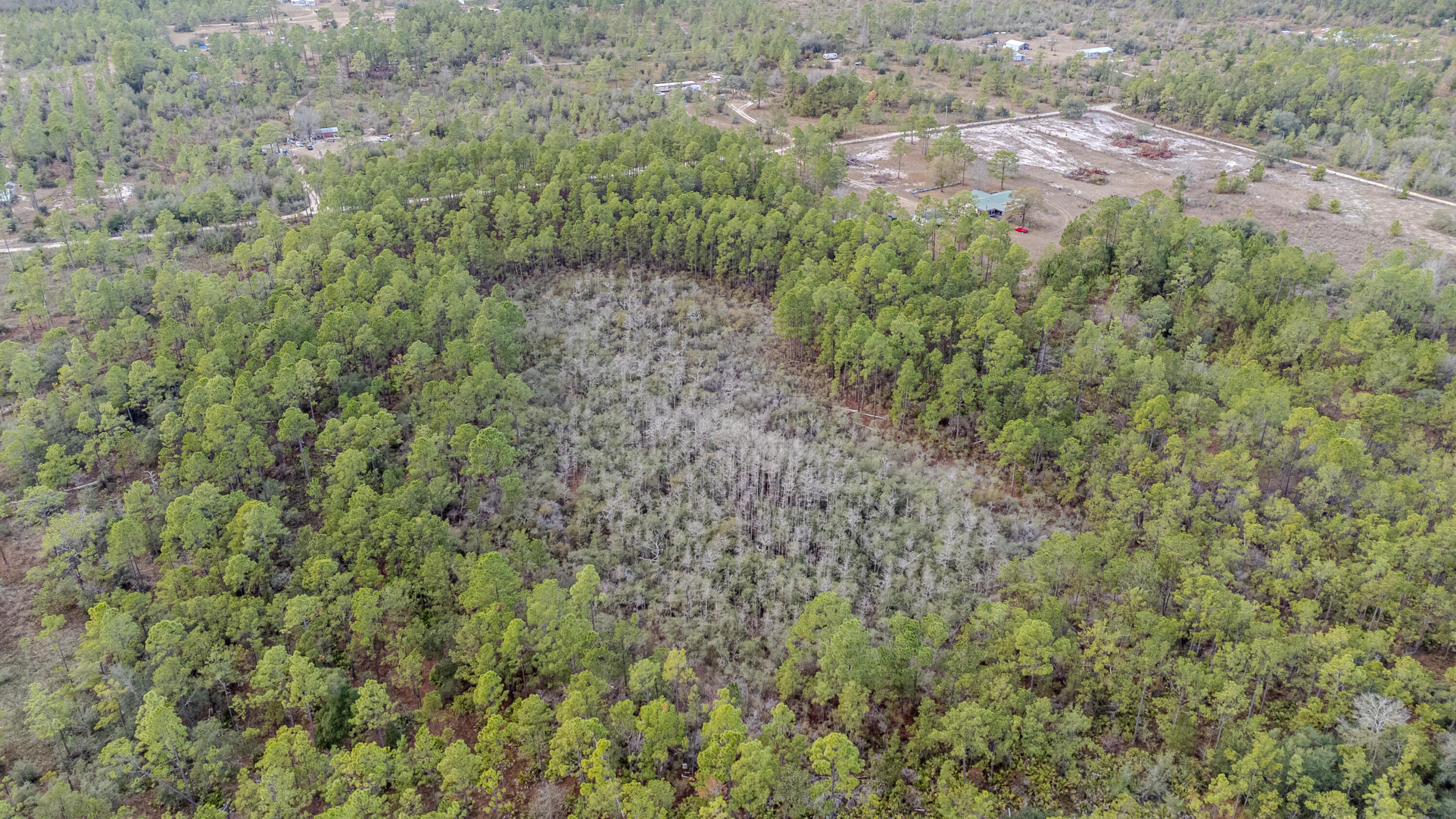 31 Baker Road Key Largo, FL 33037 - Photo 9 of 15 a view of a forest with a street